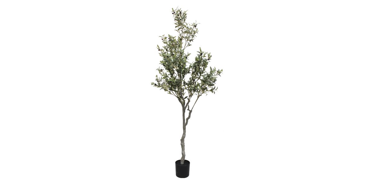 Árbol Azalea Verde