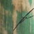greco_verde